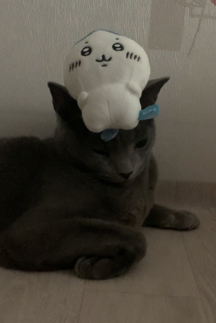 우리고양이완전착함 내가머리에뿔치와레올려도 가만히있어줌