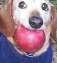 Splinter tweet media