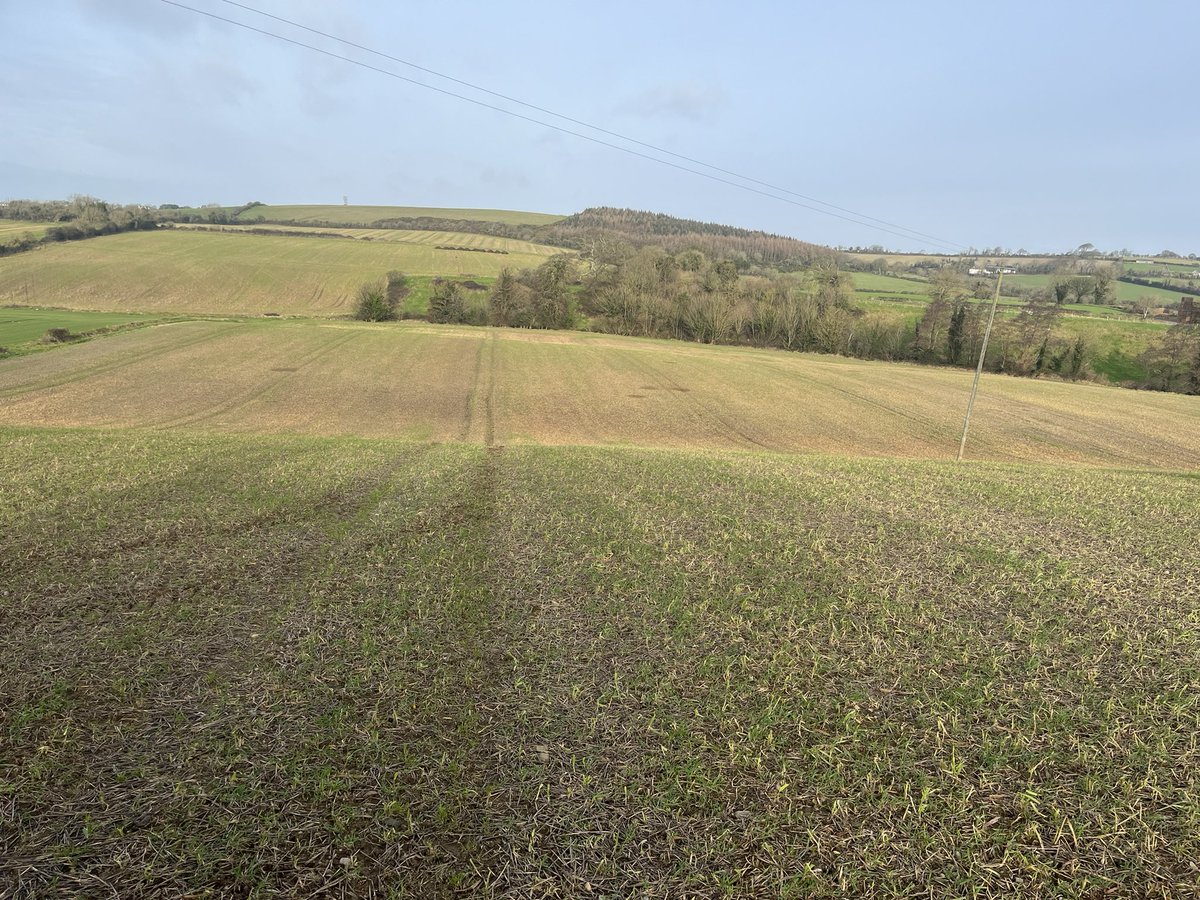 PeadarWhyte's tweet photo. Cover crops grazed off and soil conditions really good , does anyone think sowing spring beans early is a good idea? #springbeans #AgTwitter #whytebros https://t.co/zz5481an1s