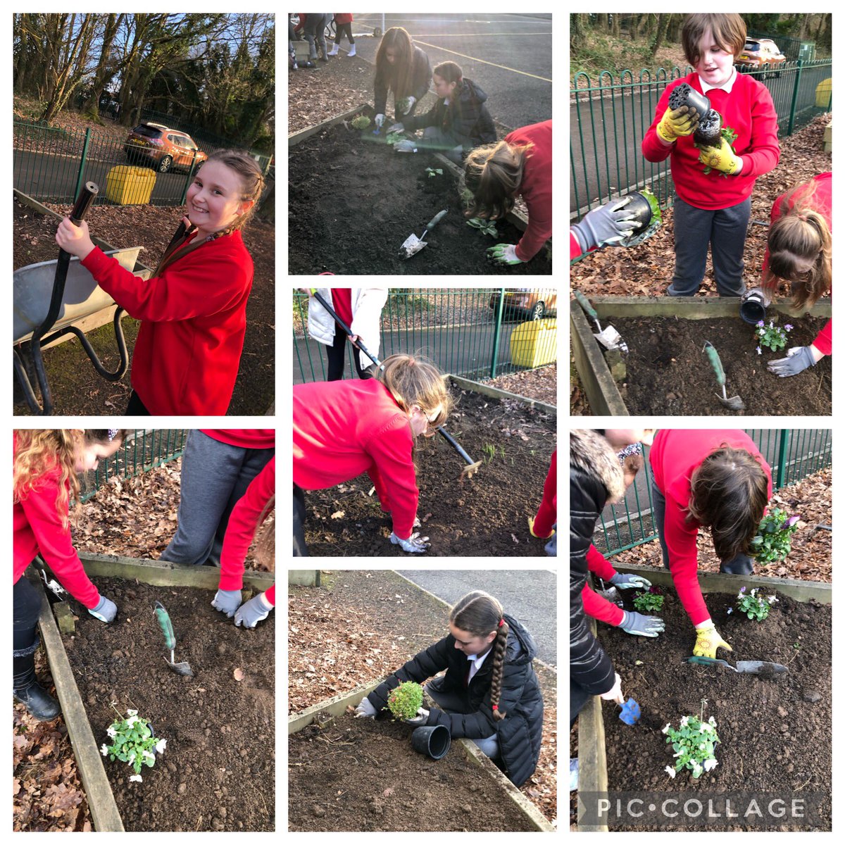 Today we tidied up the planters and planted primroses, winter pansies and wallflowers #SpringIsComing Thank you <a href="/PengamYear5/">Pengam Year 5</a> <a href="/PengamYear6/">Pengam Year 6</a> for another successful and enjoyable Gardening Club <a href="/EcoSchoolsWales/">Eco-Schools Wales</a> <a href="/GwentWildlife/">Gwent Wildlife Trust</a>