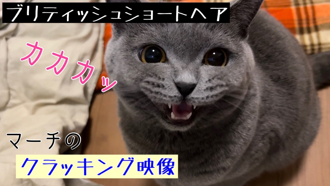 Leitch_March's tweet photo. 猫のクラッキング【ブリティッシュショートヘア/british shorthair】chattering https://t.co/u6c7WurYgK @YouTubeより
#billee
#ブリティッシュショートヘア
#ブリショ
#クラッキング
#chattering
#猫好きさんと繫がりたい
#猫の居る暮らし
#拡散希望 https://t.co/yHR2AqpMLY