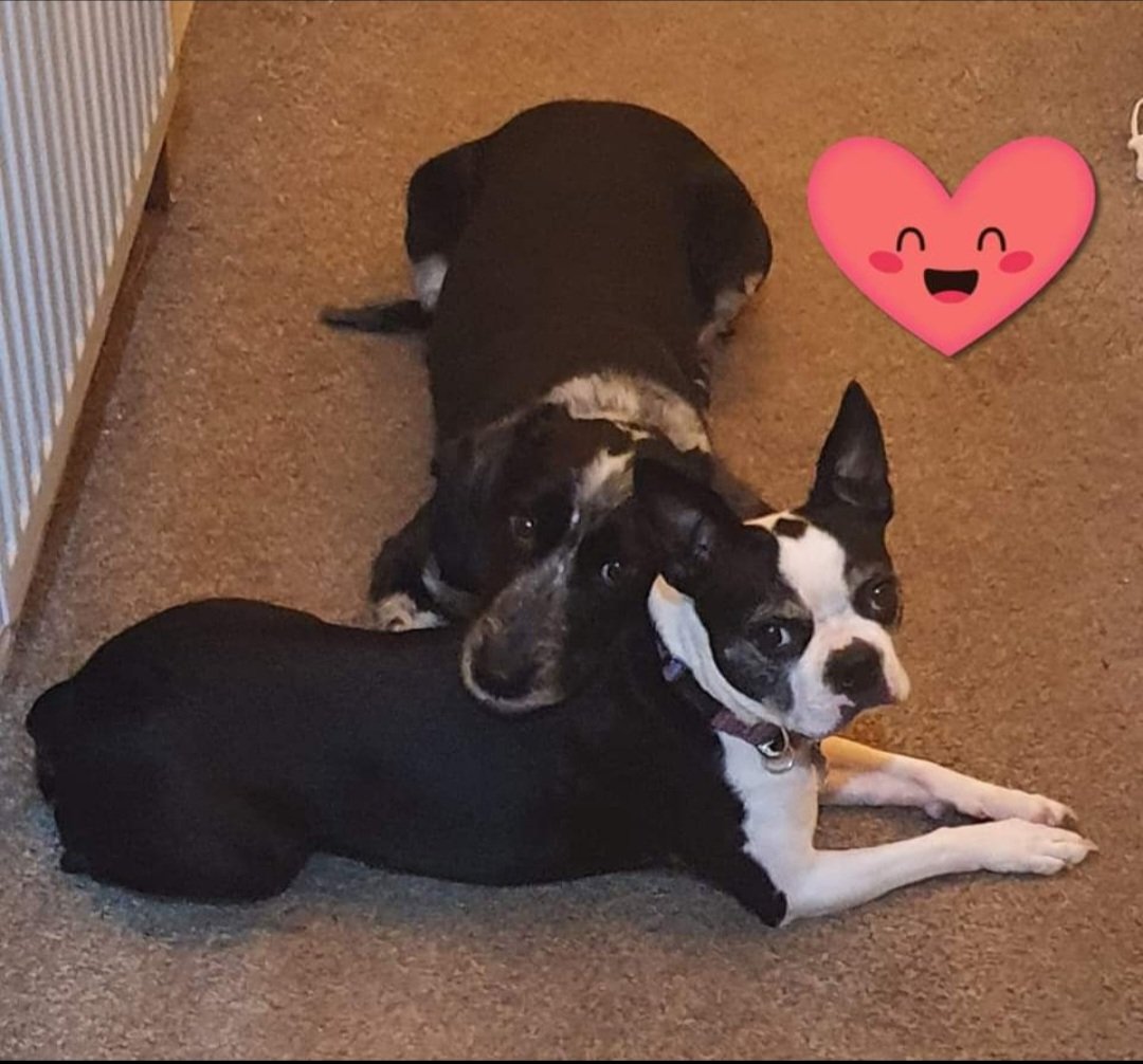 Bohobuddhagirl's tweet photo. My shadows π waiting for me outside the bathroom π½....erm...bit of personal space please girls π€£ #dogsoftwitter #dogs #bostonterrier #personalspaceissues https://t.co/JcpiE3RtbB