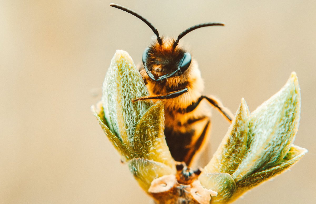worldbeeproject's tweet photo. Thank you for Protecting our Bees and Pollinators! If you wish to do more and help our bee community, please send your donations here https://t.co/qnkhJBjJPx
Without bees, there's no life on earth.
#savethebees #savethecommunity #savethebees #pollinators https://t.co/NflhGsOG2Q