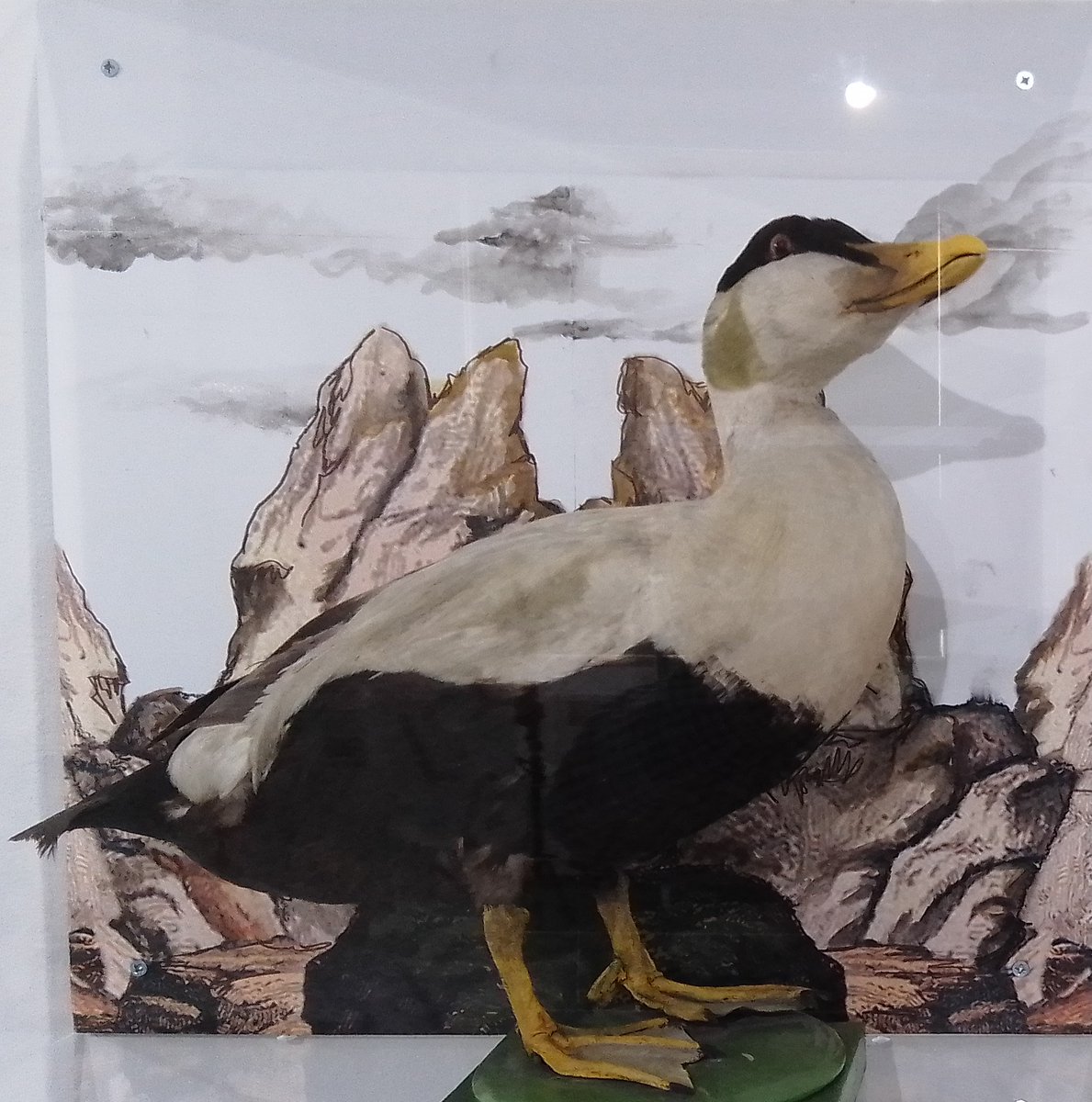 Saffron Walden Museum tweet media