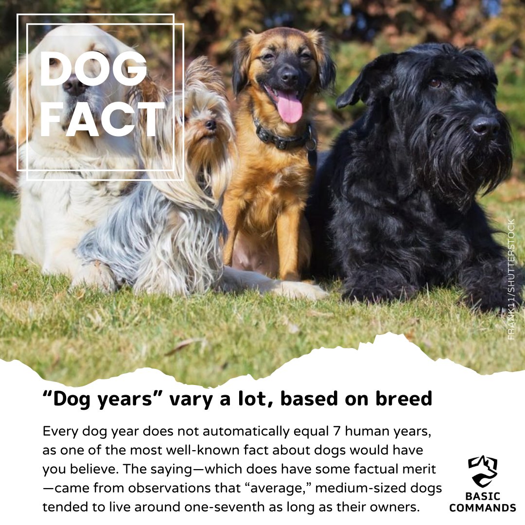 BasicCommands's tweet image. DOG FACT Wednesday!
.
🐶 “Dog years” vary a lot, based on breed 🐶
.
#dogfacts #dogs #dog #doglover #puppyworld #doglovers #doglife #doglifeisgood #cutedoggie #dogaddict #lovemydoggie #fordogs #puppy #doggyfriends #topdogs #dogtraineruk #dogbehaviourist
Credit: Readers Digest