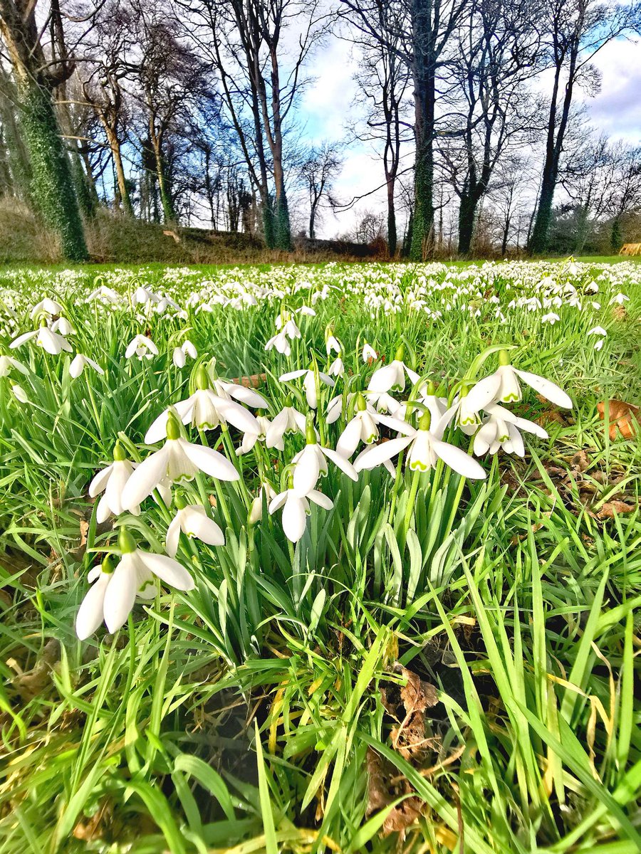 February is short - but so is one of its best-loved wild flowers. Clustered bravely in the winter soil, the Latin name for a snowdrop is 'Galanthus nivalis' which means 'milk flower of the snow'. 📸 @NTCastleWard