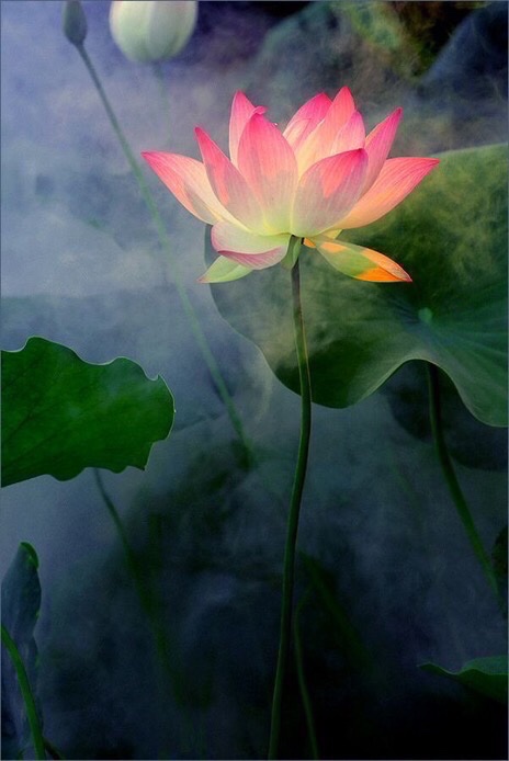 #WednesdayWisdom 

No mud, no lotus.

- Thich Nhat Hanh