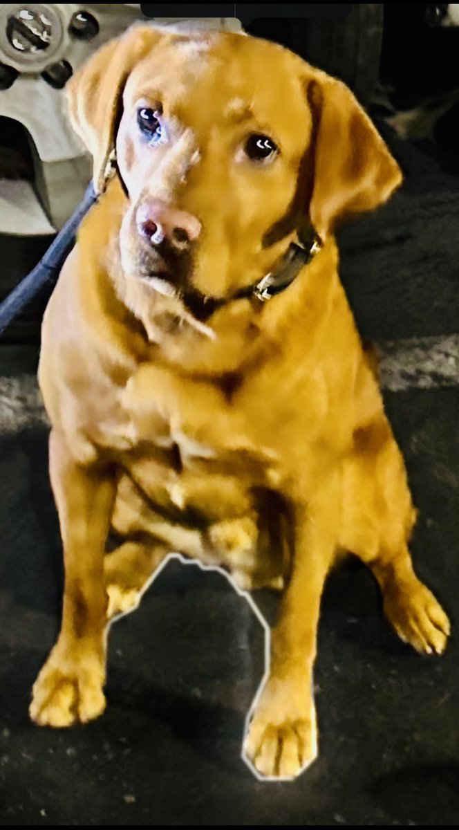 LAPDCARRANZA's tweet photo. The furniture delivery has arrived! Your #GND Group 4 #LAIMPACT & #K9 #Jag seized 300 pounds of #meth from a Drug Trafficking Organization (DTO) 2 arrested, $19.9 M street value! The #relentless pursuit continuous... #LAPD https://t.co/0sNFLLnLor