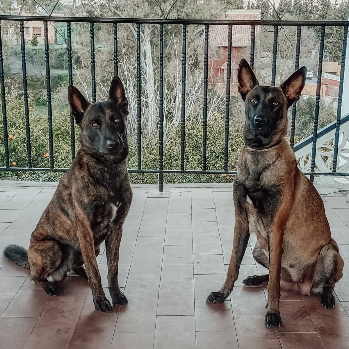 Malinoischamps's tweet photo. #Pups expected! 
#Dutchshepherd X #Malinois 
#puppy #puppies #protectiondog #workingdogs #mondioringdog https://t.co/ZqrlQMH0w5