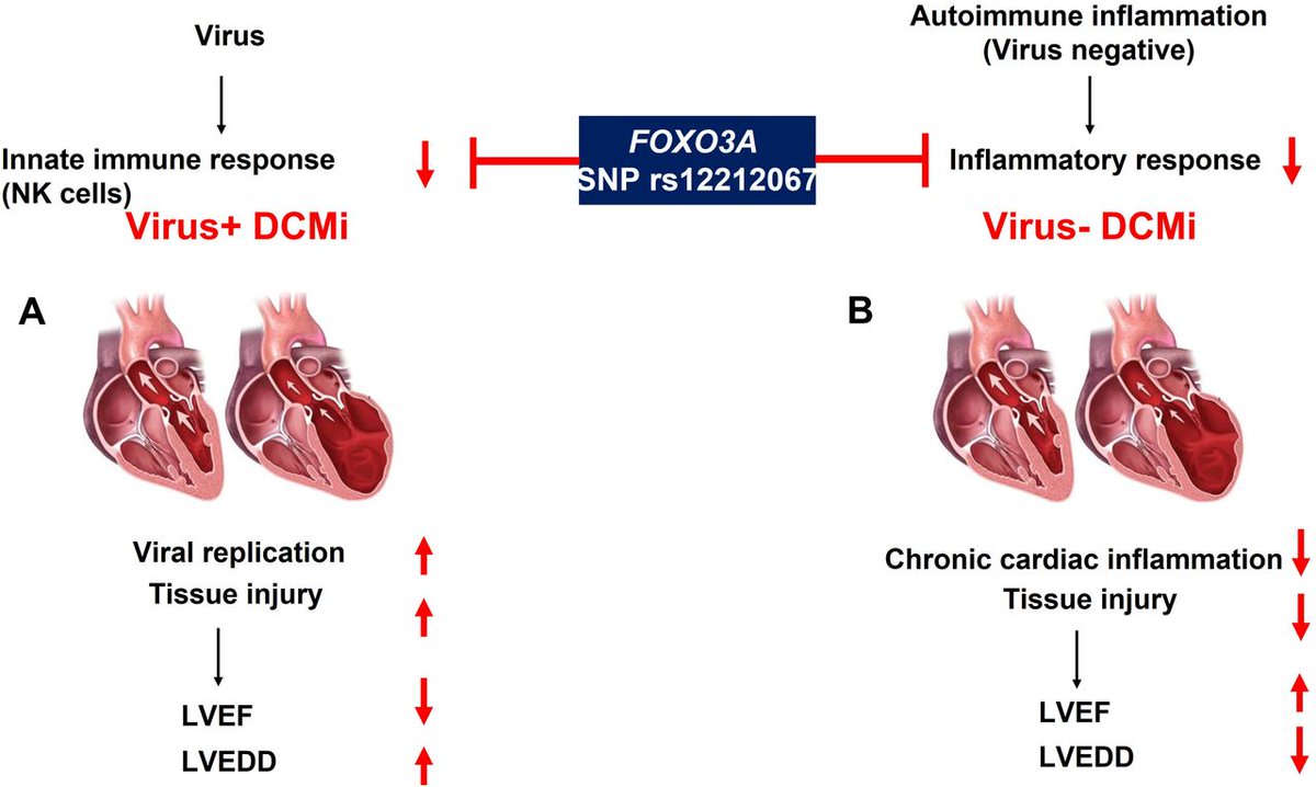 We show that the SNP FOXO3A might act as modulator of the cardiac immune response, diminishing cardiac inflammation in pathogen-negative inflammatory dilated cardiomyopathy. 🫀<a href="/Heart_BMJ/">Heart_BMJ</a> 

heart.bmj.com/content/early/…