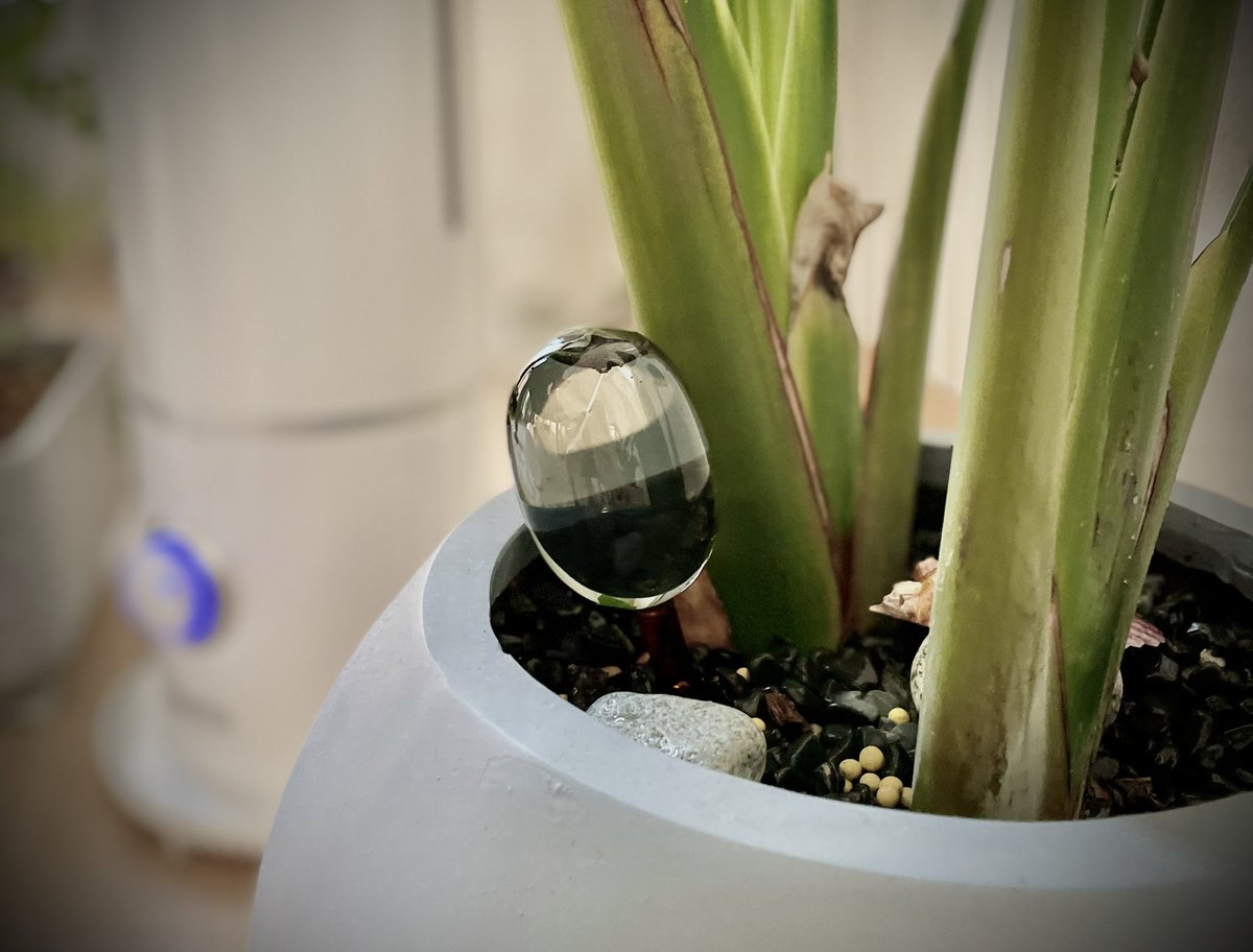 폿 소일팟이랑 워터 디스펜서 왔는데
미췬거 아닌지 ....(넘 예쁨)

크기가 더 컸으면 좋았겠는데
이제 여기에 뭘 심을까