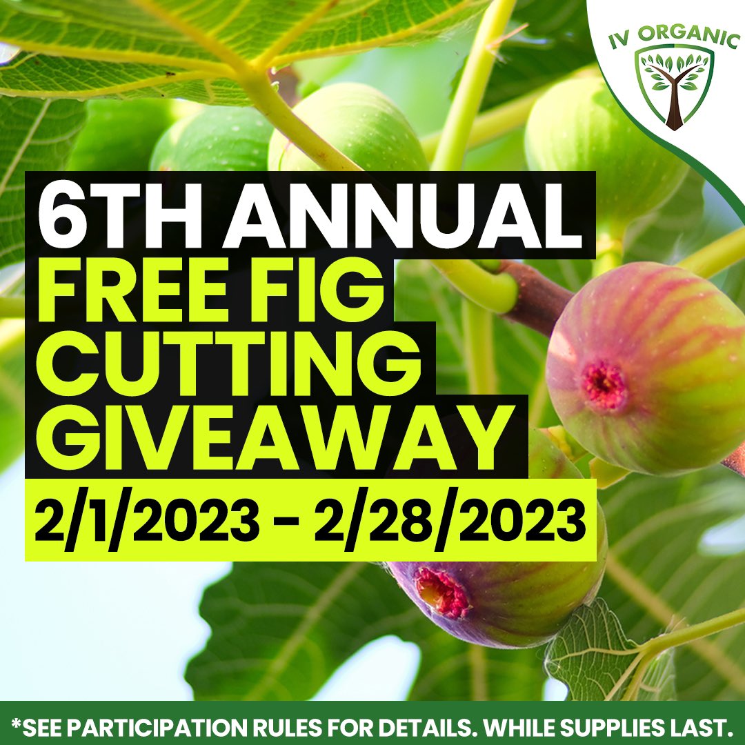 IV Organic® 6th Annual FREE Fig Cuttings Giveaway; February 1st to 28th, 2023. 75+ FIG VARIETIES!  DETAILS @ IVOrganics.com *see participation rules to get a FREE fig cutting, ONE (1) daily winner, USA shipping included. Tag 2 friends! #IVOrganic #Fig #FigCuttings
