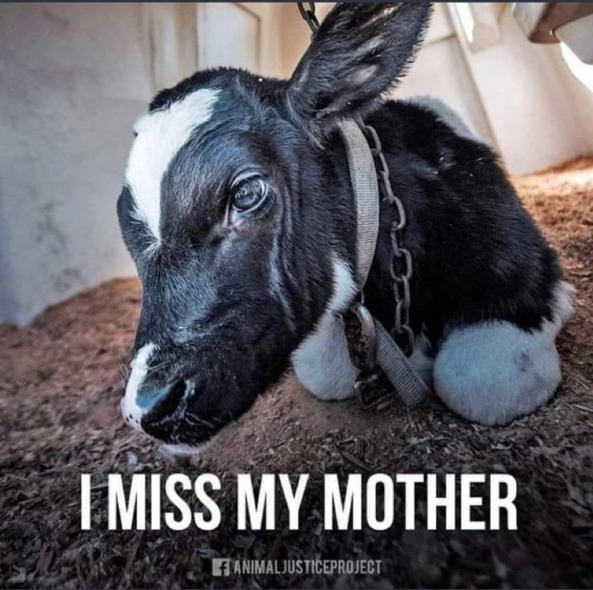 Please🙏🏽 don’t BUY the dairy LIE. 

Dairy is scary😱

Dairy is rape😧

Dairy is murder🩸

Choose plant based🌱

For the animals, for the planet, for your health.

But mostly FOR THE ANIMALS🐮

Choose life. PLEASE. Choose life.

#Februdairy (or whatever bs marketing hashtags)