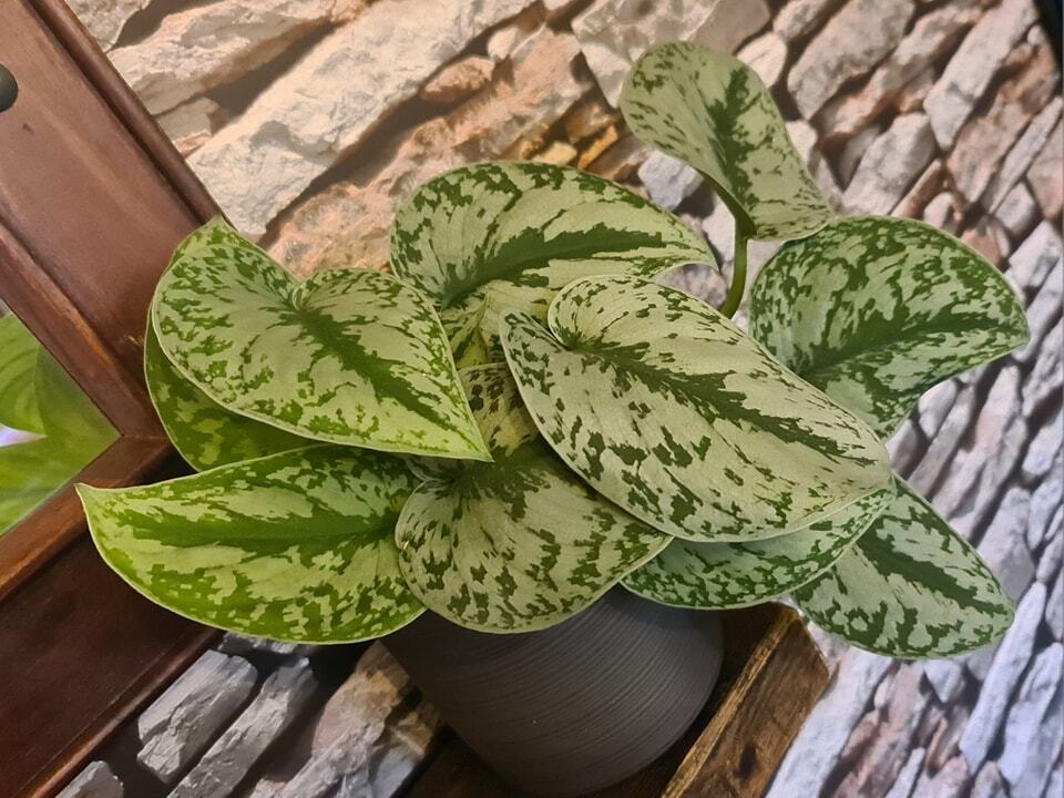 Sahara88uk's tweet photo. Gorgeous little mound of #ScindapsusPictus heart-shaped leaves 🪴😍

Common names are #SatinPothos or #SilverVine 🥰

I have to buy plants that will tolerate a large amount of shade for my house. I thought I'd only be able to get boring things, but this… https://t.co/wFF0CGkDVY https://t.co/kLZMdhHuSr