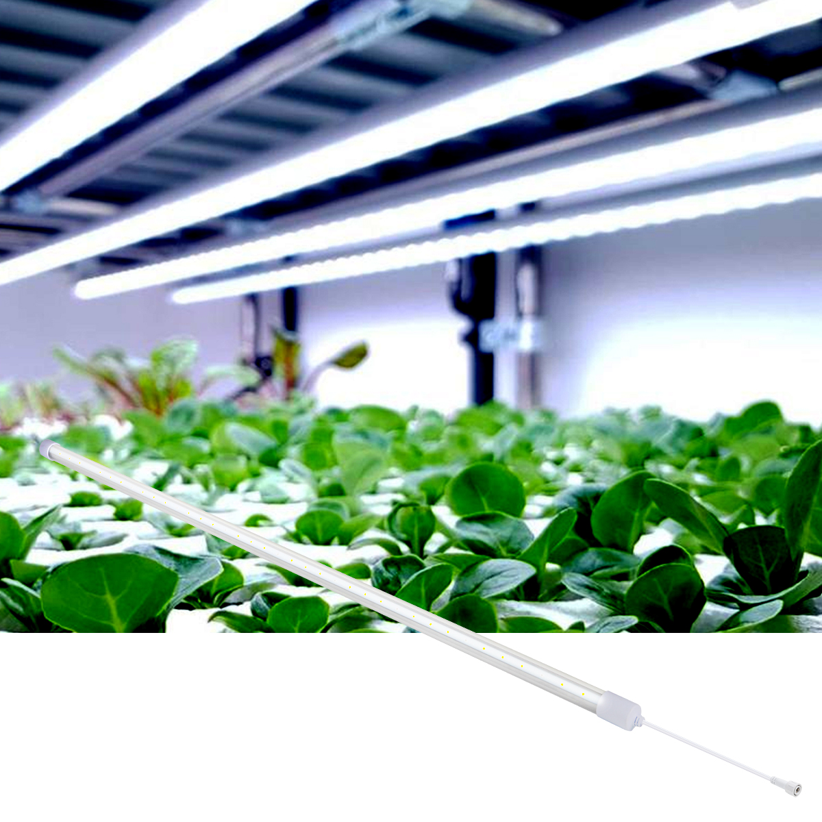 Reliable Shenzhen factory Hydroponics IP66 T8 grow light Full Spectrum Plant grow lamp 18W 24W 4ft Grow Lights Tube Fixture vertical farming Led Grow Light T8 Grow Lamp 
#ledgrowlight 
#verticalfarming 
#growlights