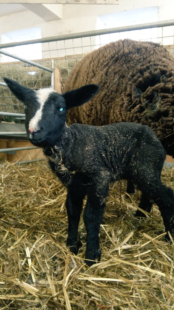 Zurueck_z_Natur's tweet photo. #Zwartbles Schafe #sweet #zurueck_z_natur #Gera #Thueringen #Lammda https://t.co/G6FNUEbt4x