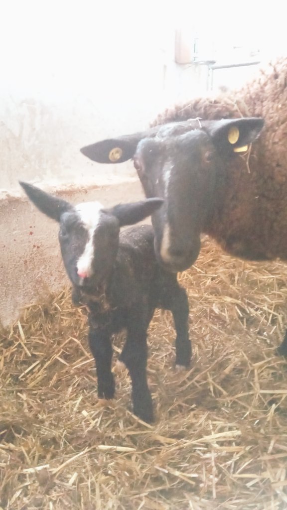 Zurueck_z_Natur's tweet photo. #Zwartbles Schafe #sweet #zurueck_z_natur #Gera #Thueringen #Lammda https://t.co/G6FNUEbt4x