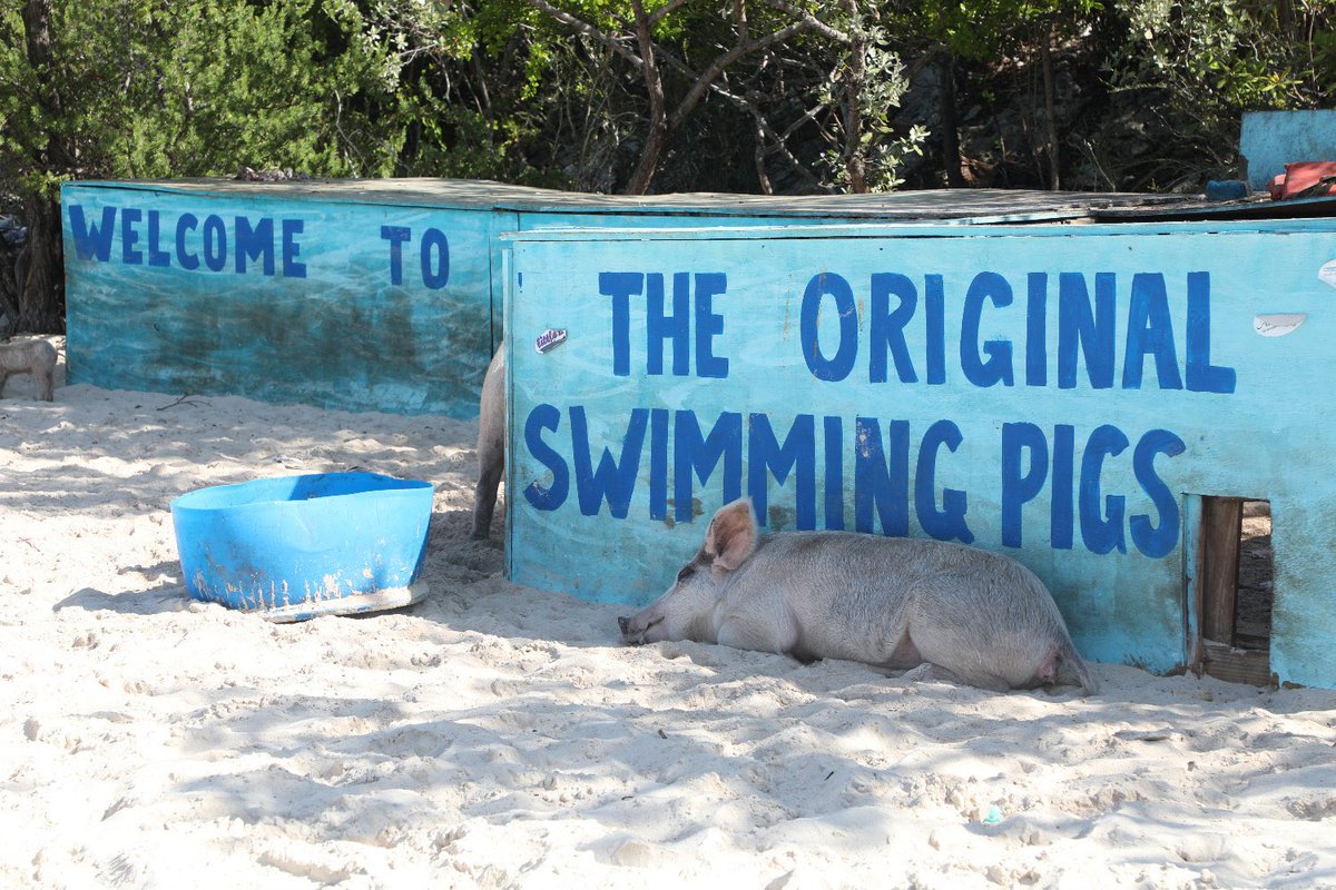 DaveDTC's tweet photo. Just published today on #davestravelcorner A Most Memorable Experience: Swimming with Pigs in the #Bahamas 🇧🇸 https://t.co/0UE8bVfCpe - beat the winter blues! @3NsStanielcay #swimwithpigs https://t.co/ZZcK089Nyn