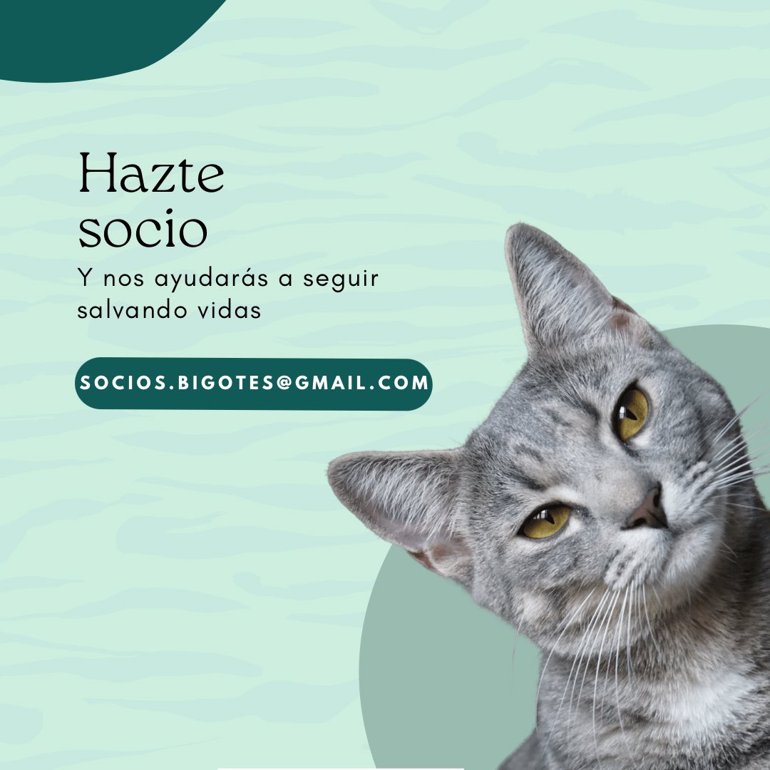 ¿Quieres formar parte de nuestra gran familia? HAZTE SOCIO 👉🏼 socios.bigotes@gmail.com