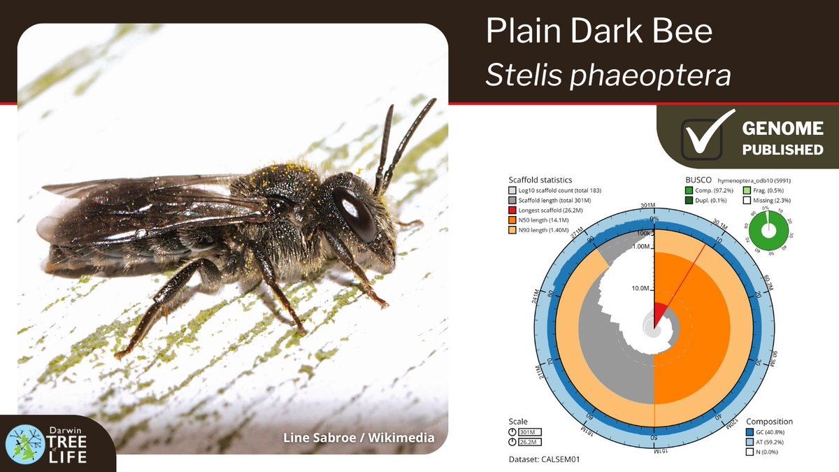 Our latest #DarwinTreeOfLife #GenomeNote: the Plain Dark Bee (Stelis phaeoptera)🐝 Huge thanks to @pickeletto @GenomeWytham @OxfordBiology @NHM_Science @SangerToL & all who helped generate this #genome🧬 📑 Read how we did it @WellcomeOpenRes: wellcomeopenresearch.org/articles/8-42