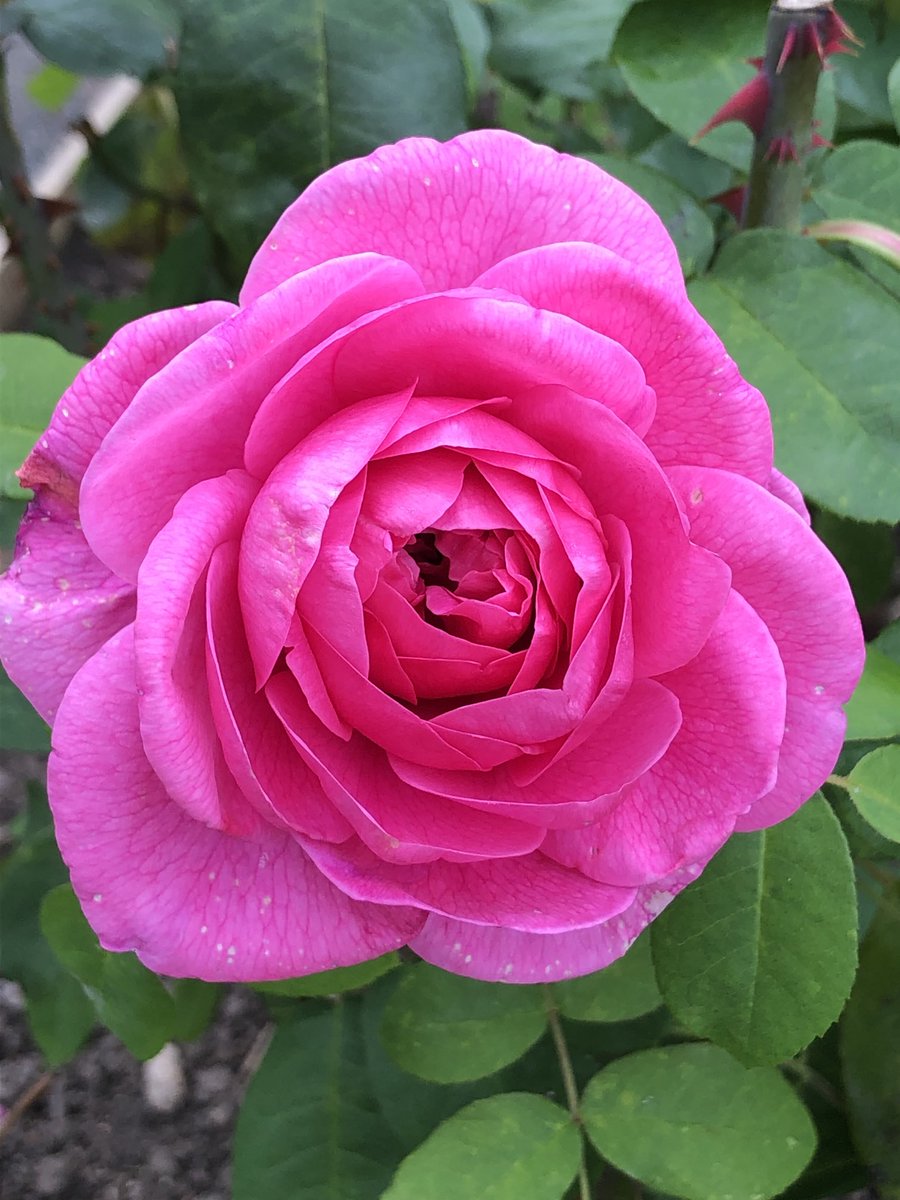 Happy Wednesday everyone! Welcome to February 😊 Do hope it warms up soon. #RoseWednesday pic from my local park last summer. Enjoy your day 🌸💕🌺