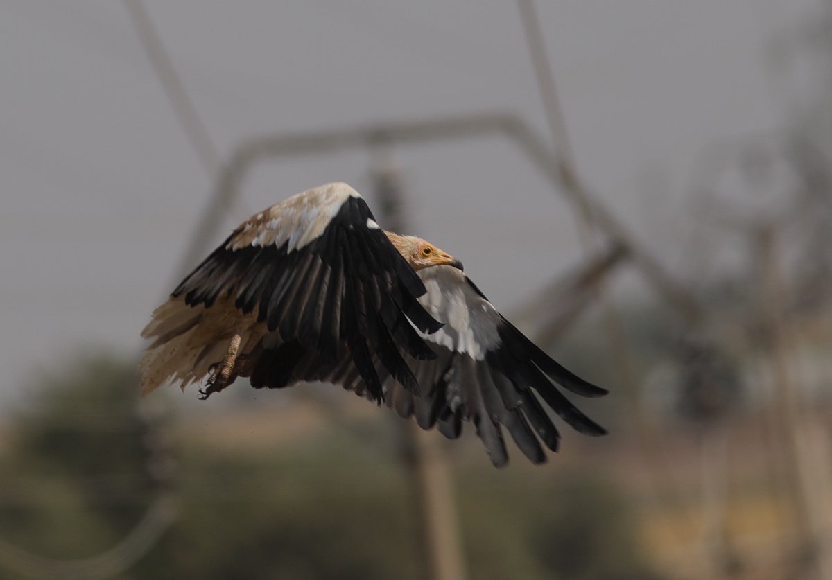 Neophron Returns tweet media