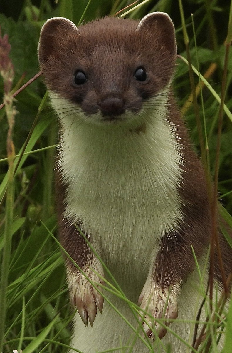 “Have a Stoatily awesome day!”🤎🤍

#Nature #NaturePhotography #Mustelid #Stoat #WednesdayVibes