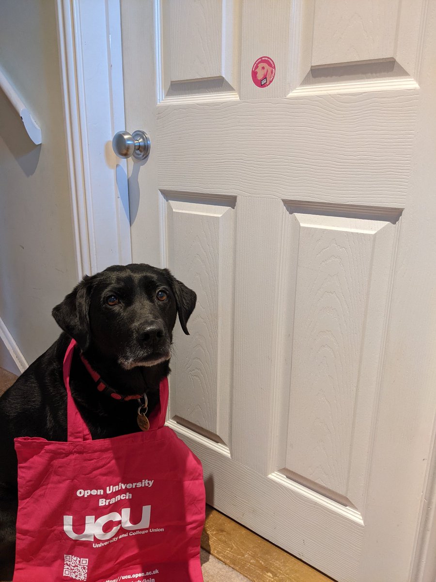 KateFox41's tweet photo. Skye has a message for UCEA and USS, it is "Get back round the table, negotiate in good faith and get me back under the desk while my human does what she does best... teaching the amazing OU students ". #oubucu #ucu #ucurising #enoughisenough #dogsonpickets #virtualpicket https://t.co/zZhwW3qYXY