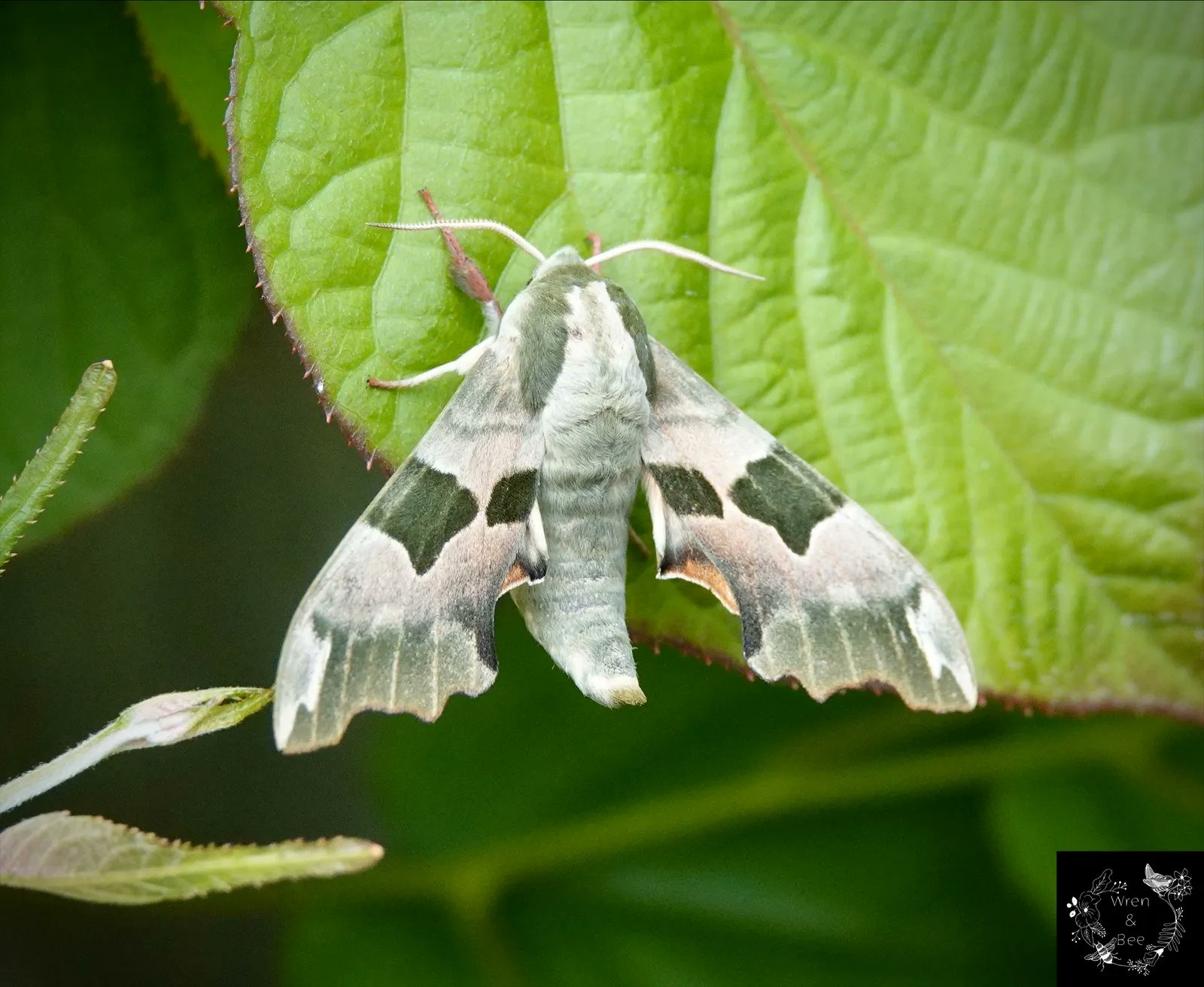 Wren & Bee on Twitter: 