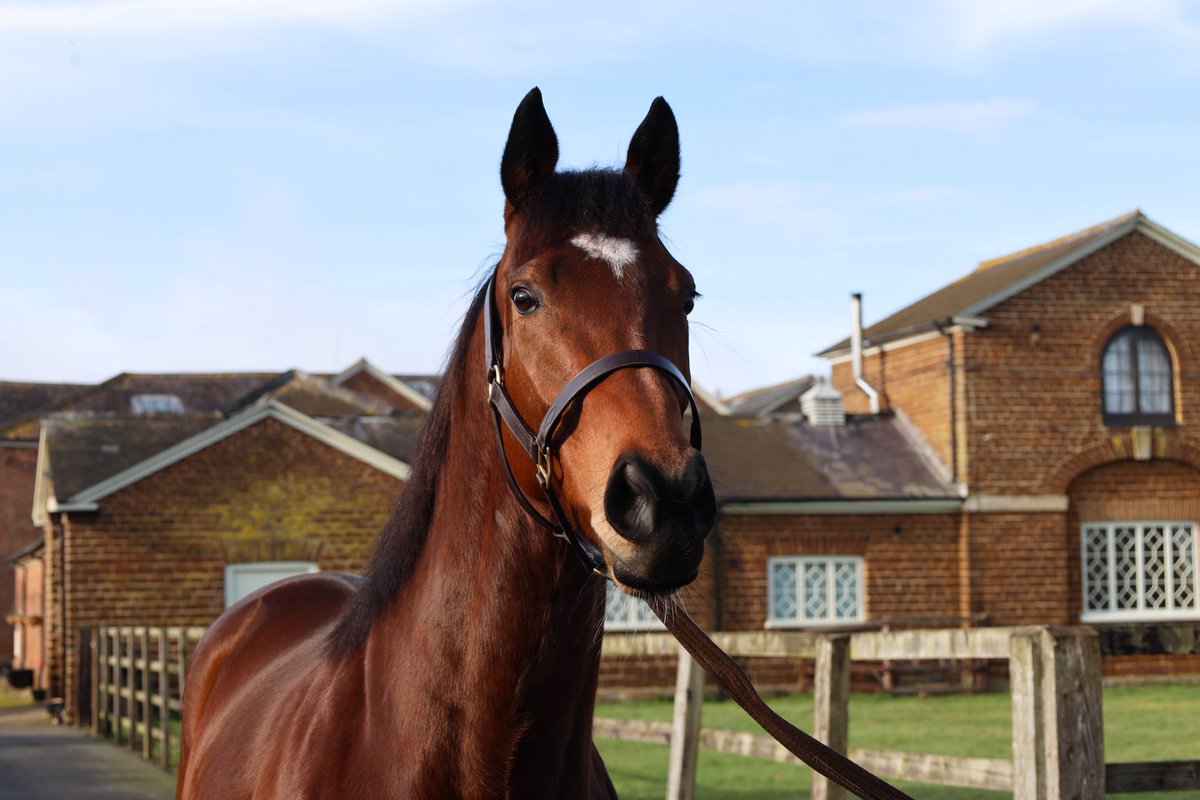 OpulenceThoroughbreds tweet media