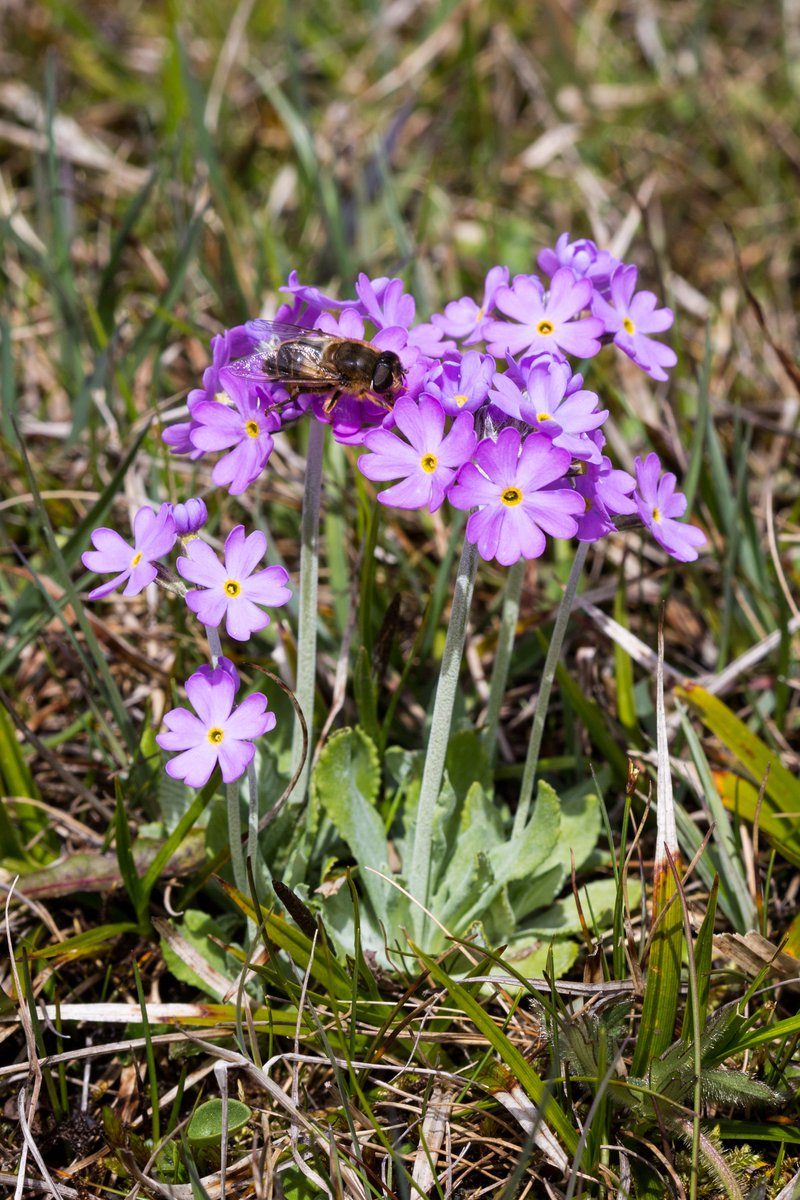 Celebrating #WorldWetlandsDay & the important peatlands in #NorthPenninesAONB & Moor House Nature Reserve.
Important for carbon storage, flood management...  PLUS the rare wet upland habitats of #UpperTeesdale support Primula farinosa Bird's-eye primrose, a welcome sight from May