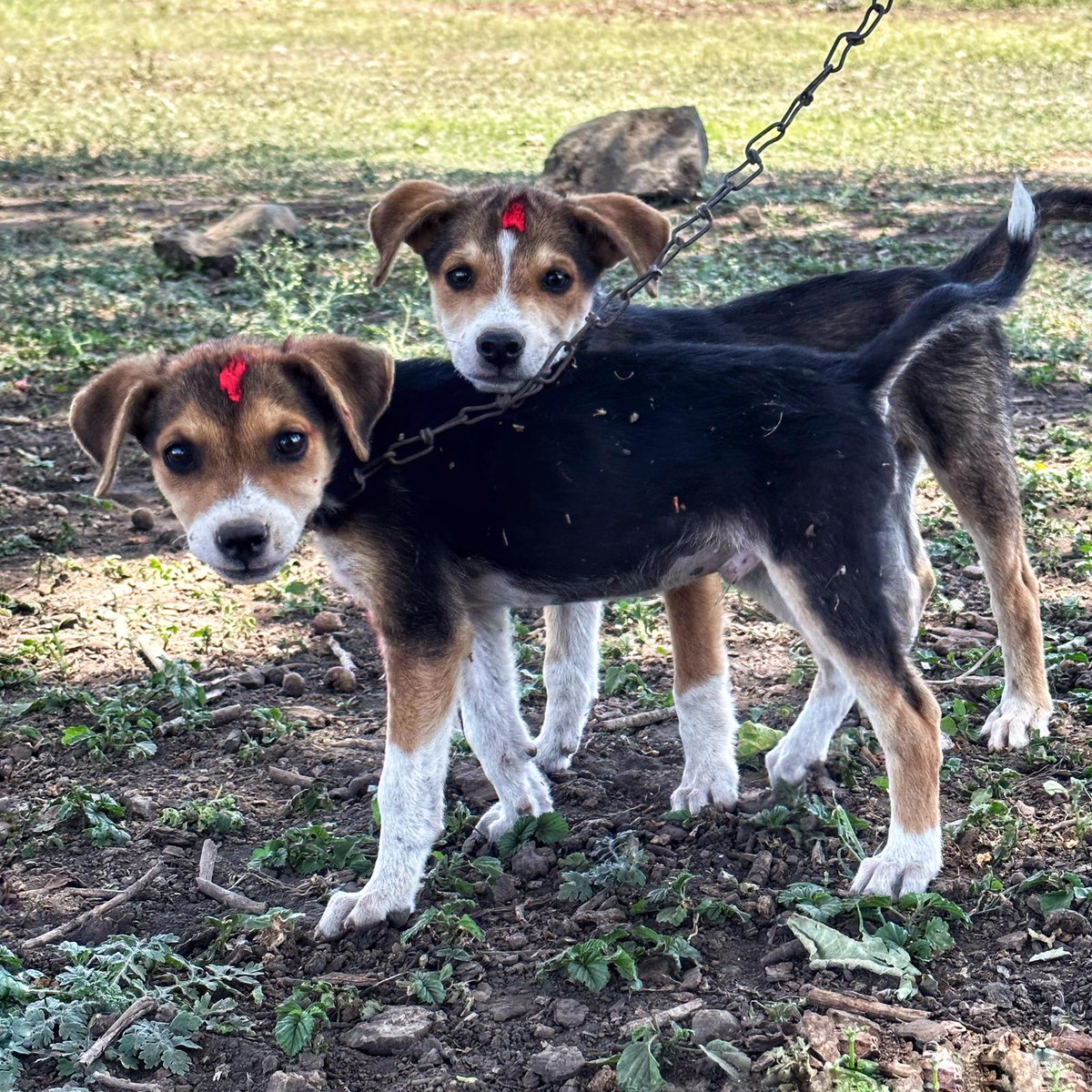 Arnold Plotnick tweet media