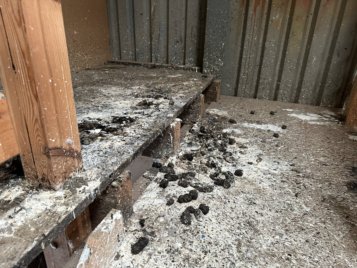 ContractEcology's tweet photo. Barn owls make for messy house guests. But we love them anyway. https://t.co/HJkQUYbRoH