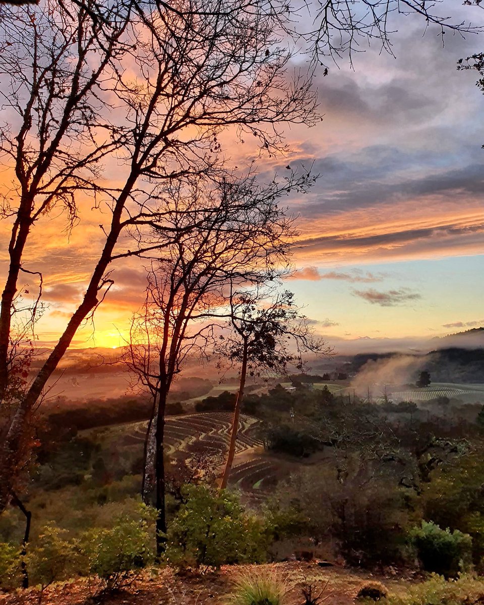 Happy first day of February, only 47 days to spring! ☀️

#westwines #february #drycreekvalley #vineyardviews #valleyview #wineroad #healdsburg #winter #sonomacounty