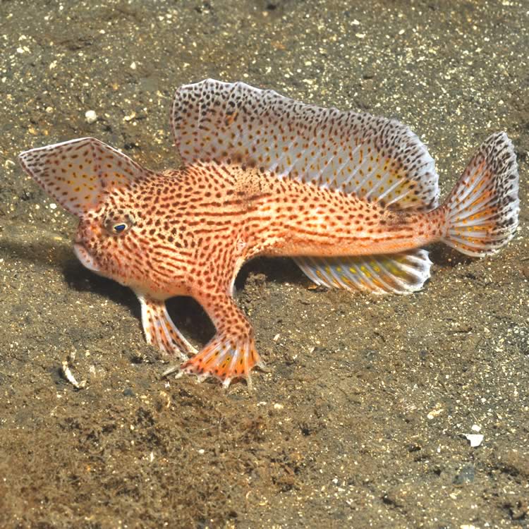 Elizabeth Sinclair 🇦🇺🇺🇦 (@seagrassliz) on Twitter photo Educational presents can have great outcomes: ‘Hold On! Saving the #spottedhandfish’ was a favourite with my niece, and her class for #bookweek. So much so that <a href="/HandfishProject/">Handfish Conservation Project</a> was the beneficiary of a fundraising effort #Educatingthenextgeneration #BiodiversityConservation Educational presents can have great outcomes: ‘Hold On! Saving the #spottedhandfish’ was a favourite with my niece, and her class for #bookweek. So much so that <a href="/HandfishProject/">Handfish Conservation Project</a> was the beneficiary of a fundraising effort #Educatingthenextgeneration #BiodiversityConservation