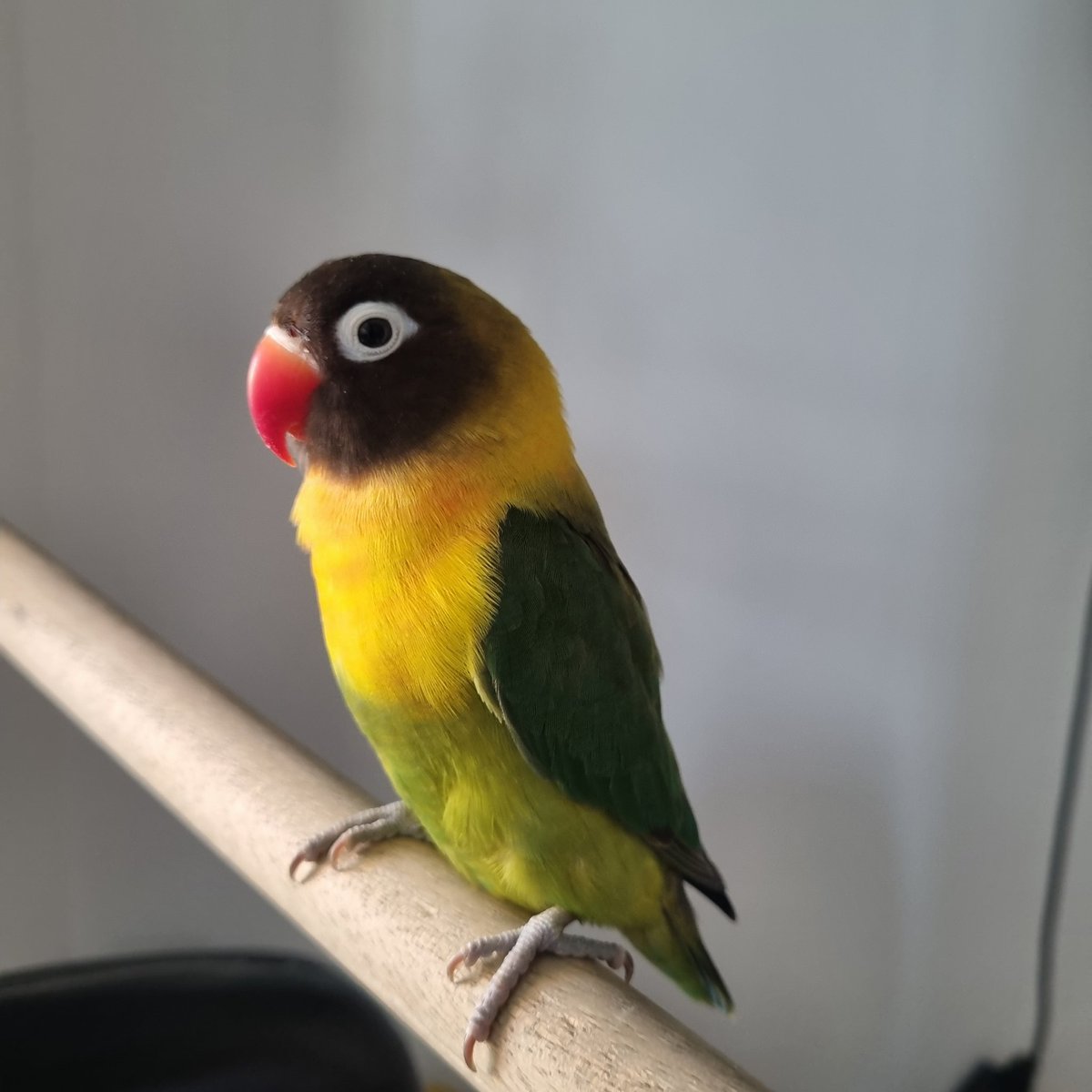 asescol's tweet photo. @Sec_ambienteEnv  buen día, sector chingui se encontró esta especie de loro, en buenas condiciones, pero poca capacidad de vuelo, al parecer pichón. Favor indicarnos si ustedes lo reubican. https://t.co/ONCIew3naU