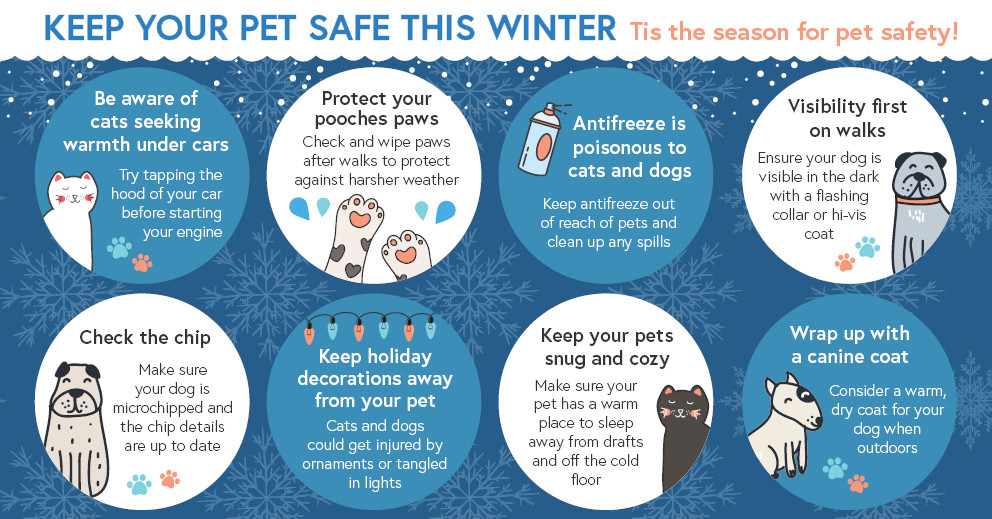 Be sure you're doing what you need to keep pet's safe from dropping temperatures this #winter! #petcaretips #animallover #petsafety #joemcelroynaperville #winterweather