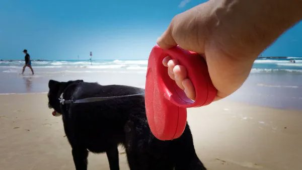 WholeDogJournal's tweet photo. Here are the cons of retractable leashes:

https://t.co/jEA2yIrlFG https://t.co/1nL0B4TTd9