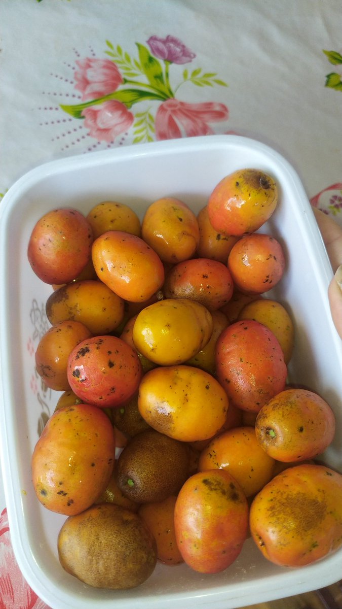 genafagundes's tweet photo. @tiamaoficial Eu nesse exato momento. Obrigada vó por ter plantado uma mudinha anos atrás kkkkkk https://t.co/5qq4mluRA6