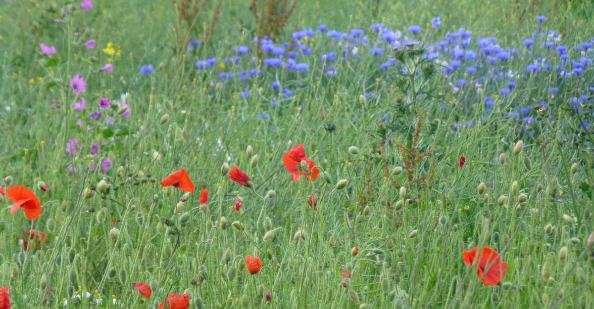 ActionWisley's tweet photo. The proposed development at the former Wisely Airfield is more than just a localised issue. If it were to go ahead, it sets a precedent for the same thing happening in other areas of green space across the country.

If it can happen here, it can happen anywhere.

@VawntWisley https://t.co/yqWb96bT8n
