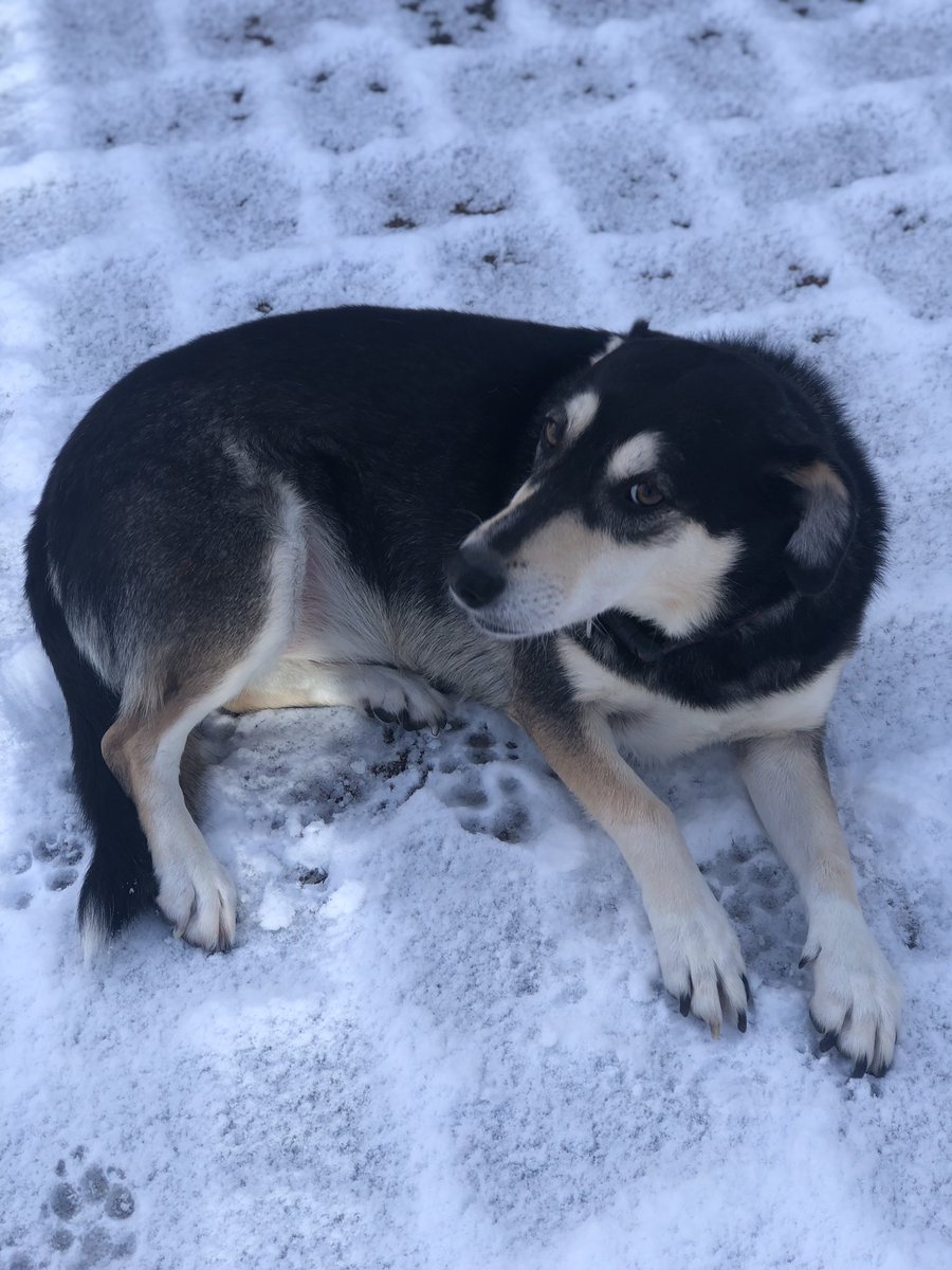andreajt's tweet photo. @ruskin147 We’ve had our Bella from Romania for 4 years and she still jumps at everything! We love her madly ❤️ https://t.co/psMt27e6fT