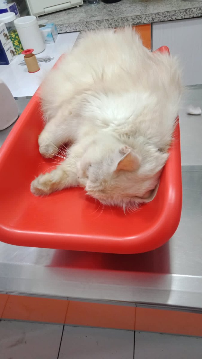 callmekamon's tweet photo. [Open Donasi]
hallo teman² semuanya aku bantu share yaa kucing annabul temenku yg lagi sakit &amp; harus operasi butuh biaya 6jt🥲 ini foto dari kucingnya dari temenku tadi udh sempet dibawa ke dokter hewan dan cuma bisa disuntik + rontgen aja😔 

#opendonasi #Annabul https://t.co/0XiyvHHJ02