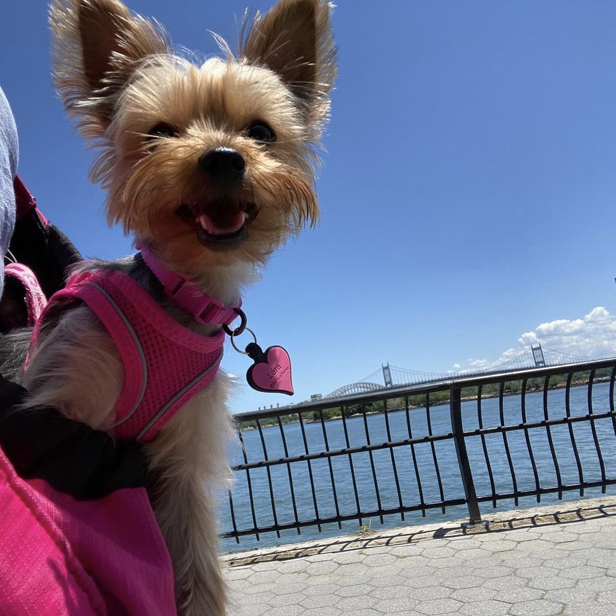 February is here! (Already?!) 💘

That means LOVE is in the air! So say I Love You “Fur-ever” with our sweet shaped tags! 💞

#getsili