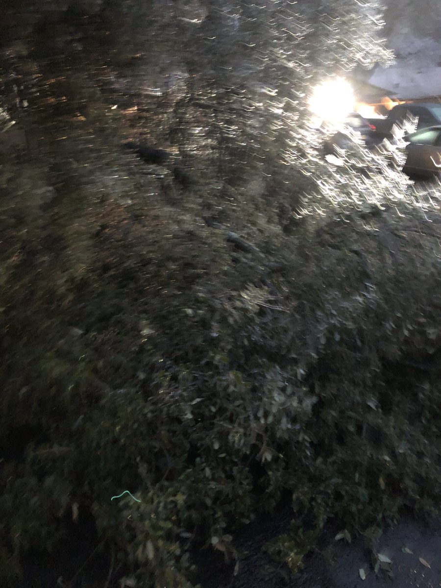 RenaissanceXM's tweet photo. Lots of trees heavy with ice and falling branches in our neighborhood. Gonna be a rough day in Austin. #ThisIsAustin https://t.co/BTiyVQJRQg