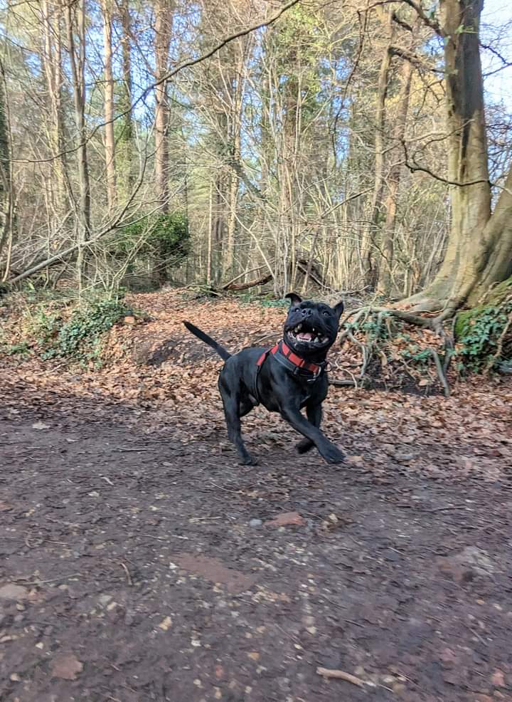 Having fun in the woods with  <a href="/WoofPackPorts/">TheWoofPack</a> whose looking after me whilst the other humans are away! #staffies #dogsoftwitter
