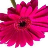 RS Test_Accnt tweet media