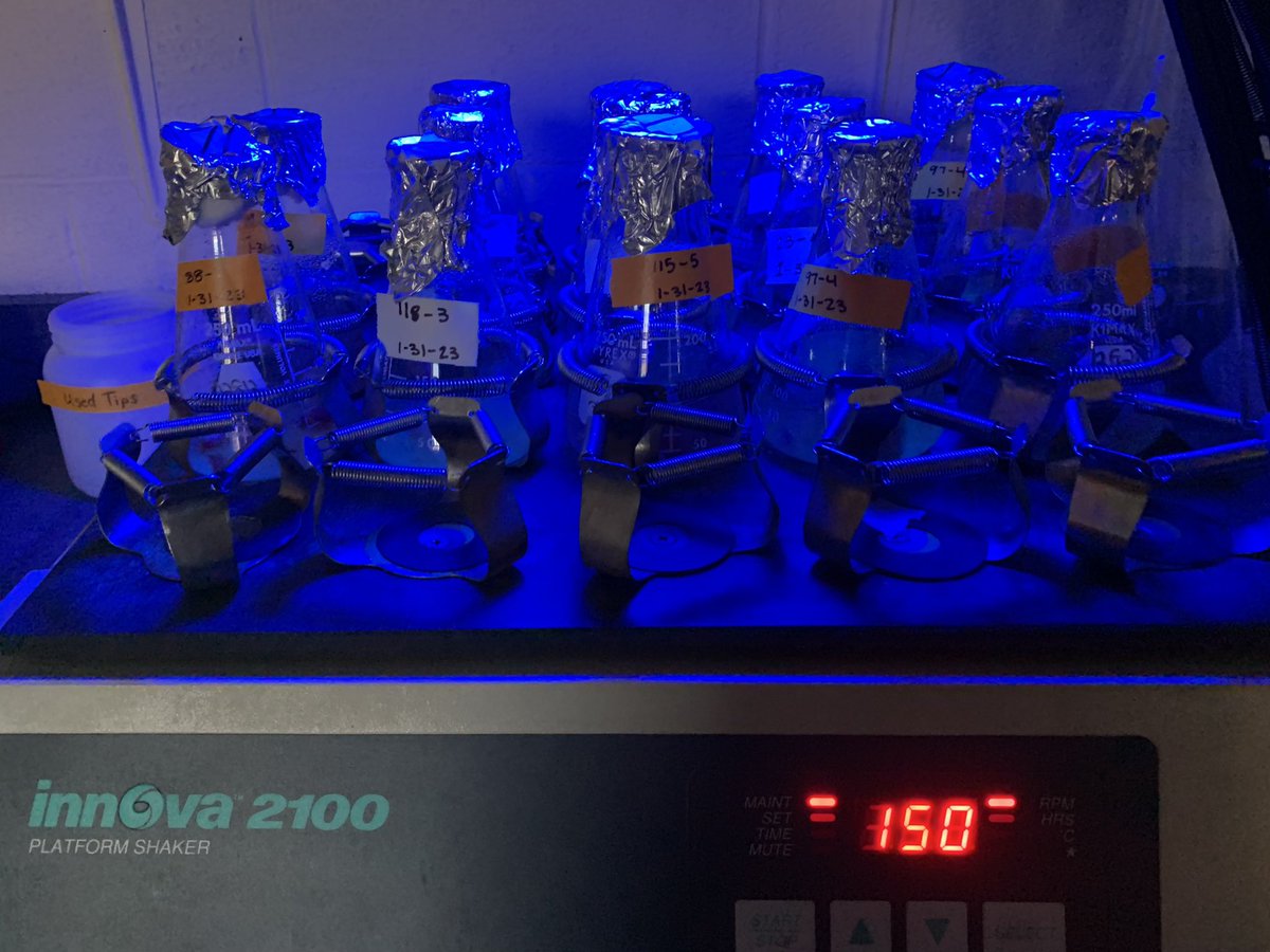 JRutkoski's tweet image. Scab inoculum production time with @ajacker12 leading the way.