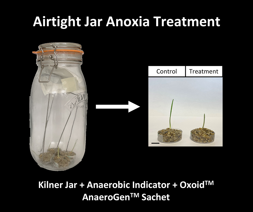 Botanical_'s tweet photo. A simple and cost-effective method for studying anoxia tolerance in plants. New from @orlasherwood, Carroll, Burke, McCabe &amp; @joanna_kacprzyk in #AppsPlantSci https://t.co/HKir9FZb5y @wileyplantsci @EMD51 @UCDSBES @UCDEarth @UCD_Research #AbioticStress #botany #AnoxiaTolerance https://t.co/75mTuNTrbm