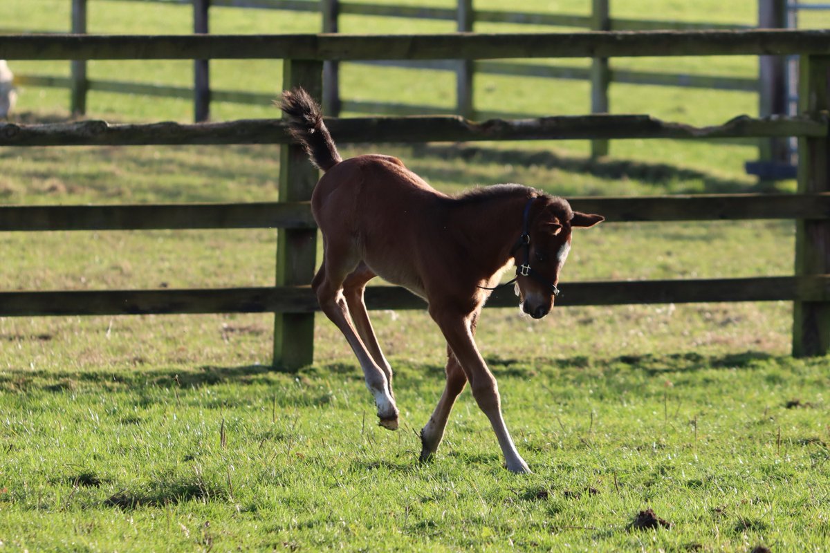 Lá fhéile Bríde shona daoibh go léir!
Lá chun cruthaitheacht na mban a cheiliúradh
Happy #StBrigidsDay to all!

Our newborns are enjoying the first official day of spring!

📸<a href="/davidb3213/">David</a>

#springishere
#happystbrigidsday