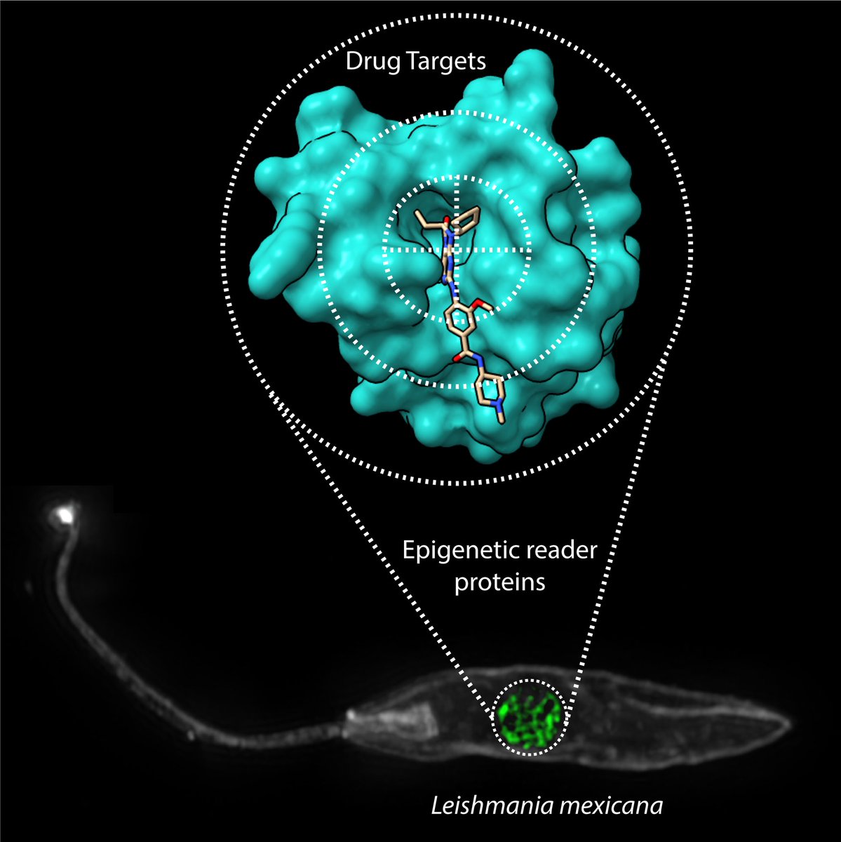 Nathaniel Jones (@drnathjones) on Twitter photo This is a great programme, and there some really exciting projects on offer. I will be supervising a project to investigate epigenetic reader proteins as drug targets in the parasite Leishmania. See the link above for more information. 🎯 This is a great programme, and there some really exciting projects on offer. I will be supervising a project to investigate epigenetic reader proteins as drug targets in the parasite Leishmania. See the link above for more information. 🎯